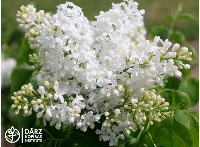 Syringa vulgaris   'Mazais Princis'